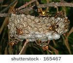 Wasp Nest Removal Hertfordshire 374217 Image 3